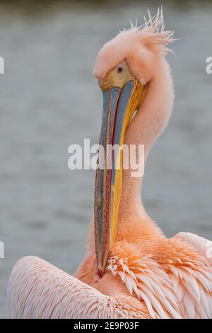 Schöne rosa Pelikanvögel. Natürliche Tierwelt im Kerkini-See in Nordgriechenland aufgenommen. Wildes Tier in der Natur. Nahaufnahme der Natur (Pelecanus onocrotal Stockfoto