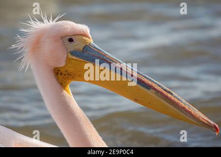 Schöne rosa Pelikanvögel. Natürliche Tierwelt im Kerkini-See in Nordgriechenland aufgenommen. Wildes Tier in der Natur. Nahaufnahme der Natur (Pelecanus onocrotal Stockfoto