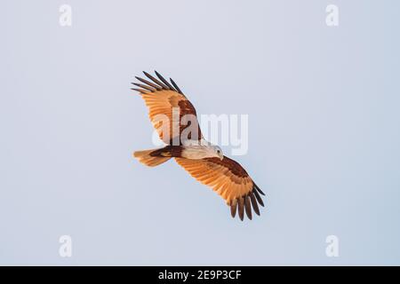 Goa, Indien. Brahminy Kite Fliegen In Blue Sky Stockfoto