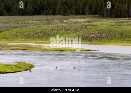 Zwei Elche schwimmen über den Yellowstone River im Hayden Valley, während ein dritter zögert. Yellowstone National Park, Wyoming Stockfoto