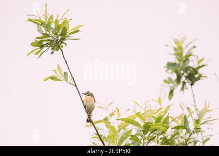 Whinchat - Saxicola Rubetra ist EINE kleine Zugvogelzucht in Europa und Westasien und überwintern in Zentralafrika. Drossel Familie Stockfoto