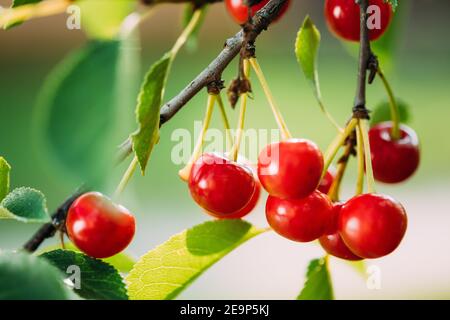 Rote reife Kirsche Beeren Prunus subg. Cerasus auf Baum im Sommer Gemüsegarten Stockfoto
