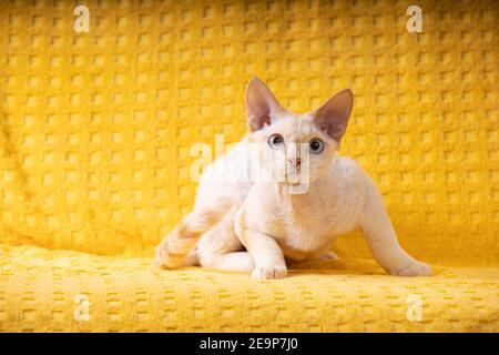 Weiße Devon Rex Kätzchen Kitty. Kurzhaarige Blue-eyed Katze der englischen Rasse auf Yellow Plaid Hintergrund. Kurzhaar-Pet Cat Stockfoto