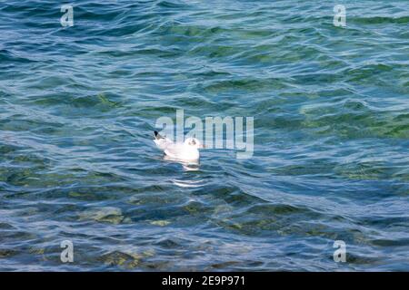 mediterrane Möwe schwimmen allein auf dem blau türkis schönen Wasser, Nahaufnahme, tagsüber, ohne Menschen Stockfoto