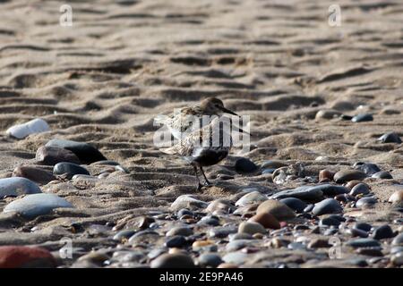 Ein Paar Sommer gefiederte Watvögel (Dunlin, Calidris alpina), die zusammen am Strand im nationalen Naturschutzgebiet Spurn, East Yorkshire, Großbritannien, stehen Stockfoto