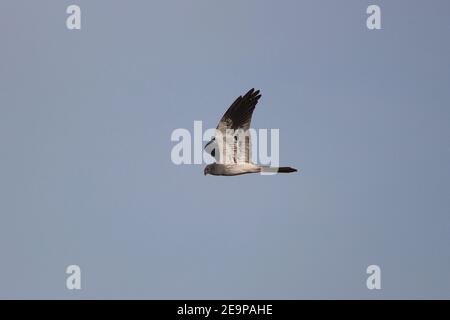 Männliche Montagues Harrier (Circus pygargus) im Flug über die größte Fläche von unbebauten Land in Westeuropa, die Ebenen von La Serena, Extramadura, Spanien Stockfoto