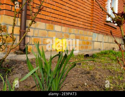 Eine einsame gelbe Blume auf dem Boden im Garten neben dem Haus vor dem Hintergrund einer roten kerp-Wand. Frühlingsstimmung Stockfoto