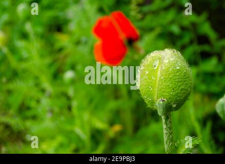 Grüne Knospen von ungeöffnetem Mohn mit Tropfen nach Regen. Pflanzen nach dem Regen. Tropfen auf die Blumen. Stockfoto