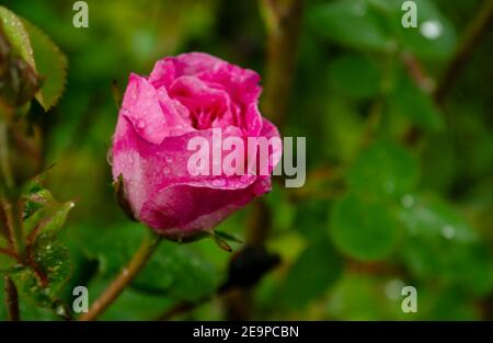 Korallenrose Blume im Rosengarten. Weichfokus. Rosa Rosenblüte im Rosengarten mit Regentropfen. Stockfoto