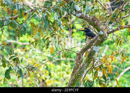 Viele gebänderte Aracari (Pteroglossus pluricinctus), Yasuni Nationalpark, Amazonas Regenwald, Ecuador. Stockfoto