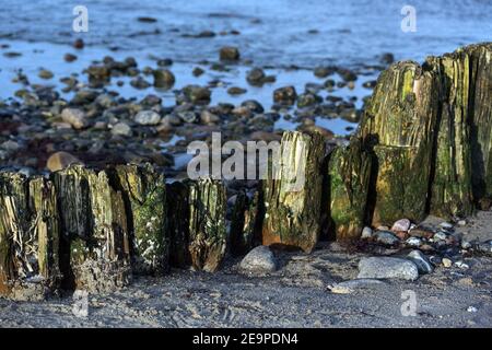 Verwitterte Holzkrünen, grün von Moos und Algen am Strand mit Sand und Steinen an der Ostsee in Norddeutschland, touristische Resortlandschaft, Stockfoto