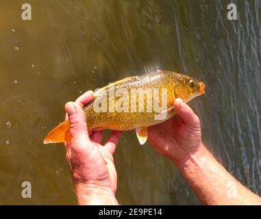 Goldene Karpfen in den Händen glitzert in den Strahlen der Abendsonne. Live gefangener Fisch auf der Hand vor dem Hintergrund des Wassers. Sommerzeit. Angeln auf Th Stockfoto