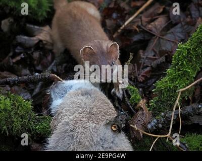 Wilder kleiner Jäger - helläugige und lilthe stoat (Mustela erminea) Zwerg von großen Kaninchen töten in moosigen Unterholz im ländlichen Cumbria, England, Großbritannien Stockfoto