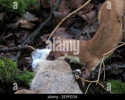 Wilder kleiner Jäger - helläugige und lilthe stoat (Mustela erminea) Zwerg von großen Kaninchen töten in moosigen Unterholz im ländlichen Cumbria, England, Großbritannien Stockfoto