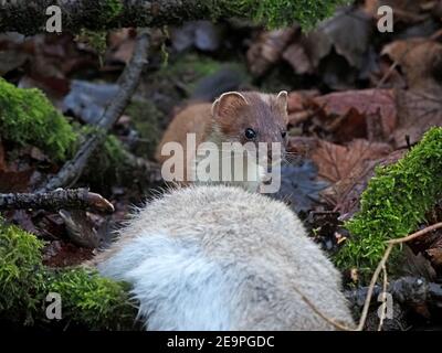 Wilder kleiner Jäger - helläugige und lilthe stoat (Mustela erminea) Zwerg von großen Kaninchen töten in moosigen Unterholz im ländlichen Cumbria, England, Großbritannien Stockfoto