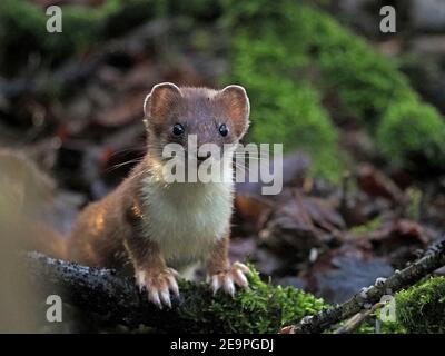 Wilder kleiner Jäger - helläugiger Stößel (Mustela erminea) mit langen Schnurrhaaren zeigt große weiße Pfoten im moosigen Unterholz im ländlichen Cumbria, England, UK Stockfoto