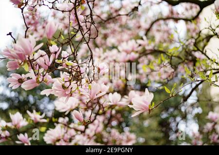 Nahaufnahme von rosa Magnolienblüten mit jungen grünen Blättern. Stockfoto