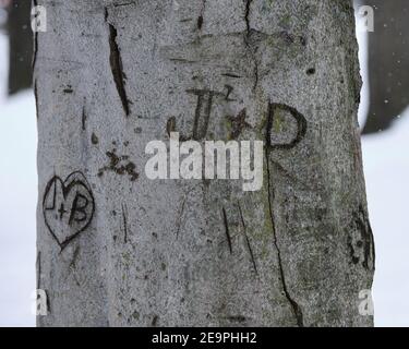 Initialen und Herz in einen Baumstamm geschnitzt zu zeigen Liebe Stockfoto