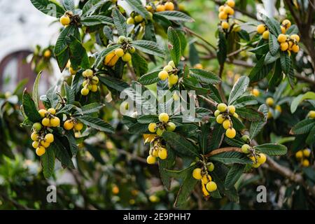 Japanische Mispel-Früchte aus nächster Nähe in grünen Blättern. Stockfoto