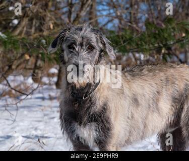 Sieben Monate alter irischer Wolfhound Welpe, der die Kamera anschaut Ein sonniger Wintertag Stockfoto