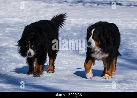 Ein Paar Berner Sennenhund genießt den Winterschnee, auf einem Winterspaziergang Stockfoto