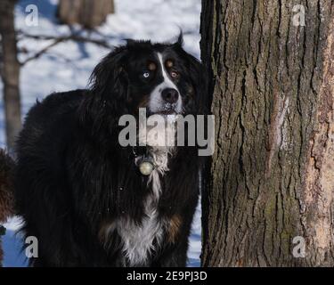 Berner Sennenhund mit nicht übereinstimmenden Augen, die den Winter genießen Stockfoto