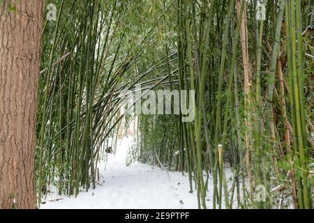 Bambusschnee - verschneite Bambusbäume - Schneesturm hinterlässt mehrere Zentimeter Schnee auf Bambusoideae Stockfoto