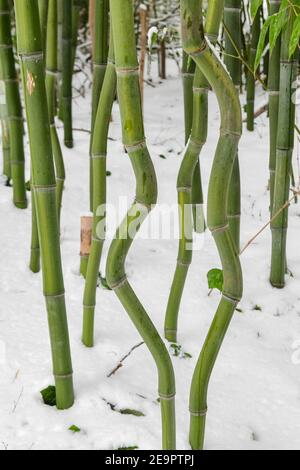 Bambusschnee - verschneite Bambusbäume - Schneesturm hinterlässt mehrere Zentimeter Schnee auf Bambusoideae Stockfoto