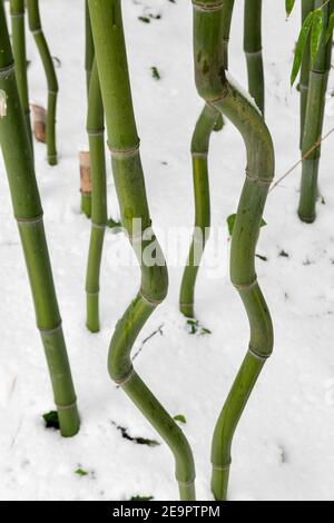 Bambusschnee - verschneite Bambusbäume - Schneesturm hinterlässt mehrere Zentimeter Schnee auf Bambusoideae Stockfoto