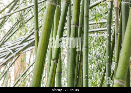 Bambusschnee - verschneite Bambusbäume - Schneesturm hinterlässt mehrere Zentimeter Schnee auf Bambusoideae Stockfoto
