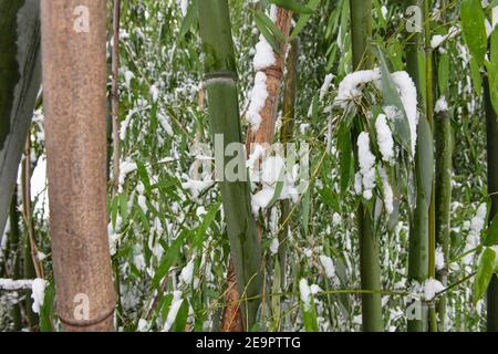 Bambusschnee - verschneite Bambusbäume - Schneesturm hinterlässt mehrere Zentimeter Schnee auf Bambusoideae Stockfoto