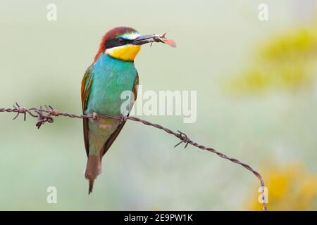 Europäischer Bienenfresser (Merops apiaster) auf einem Stacheldraht mit einem Schmetterling im Schnabel vor einem unscharf hellgrünen Hintergrund. Spanien Stockfoto