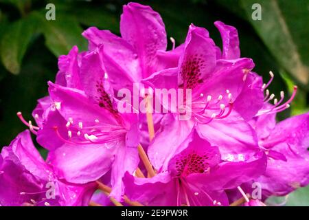 Issaquah, Washington, USA. Nahaufnahme eines rosa pazifischen Rhododendrons in Blüte. Stockfoto