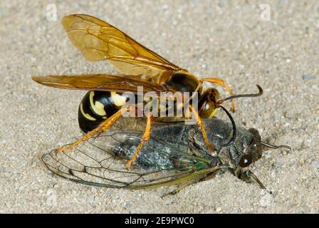 Cicada Killer ( Sphecius speciosus ) Lähmung und Essen Cicada, E USA von Skip Moody/Dembinsky Photo Assoc Stockfoto