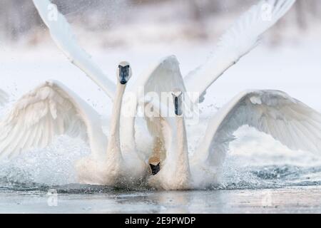 Trompeter Schwäne plätschern auf Wasser (Cygnus buccinator), Winter, Mississippi River, MN, USA, von Dominique Braud/Dembinsky Photo Assoc Stockfoto