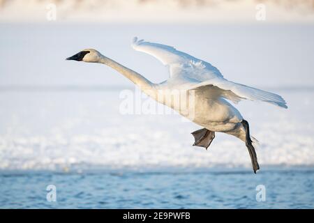 Trompeter Schwan Landung (Cygnus buccinator), Mississippi River, MN, USA, von Dominique Braud/Dembinsky Photo Assoc Stockfoto