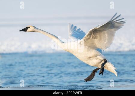 Trompeter Schwan Landung (Cygnus buccinator), Mississippi River, MN, USA, von Dominique Braud/Dembinsky Photo Assoc Stockfoto