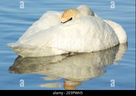 Trompeter Schwan schlafend, auf Wasser, (Cygnus buccinator), Winter, Mississippi River, MN, USA, von Dominique Braud/Dembinsky Photo Assoc Stockfoto