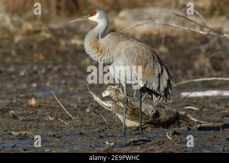 Sandhill Kran auf Nahrungssuche in Feuchtgebieten, E Nordamerika, von Skip Moody/Dembinsky Photo Assoc Stockfoto