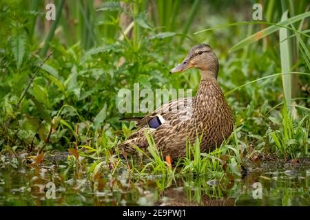 Issaquah, Washington, USA. Weibliche Stockente im Lake Sammamish State Park. Stockfoto