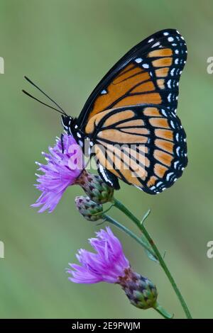 Viceroy Schmetterling (Limenitis archippus) Fütterung auf Spotted Knapweed (Centaurea stoebe), E Vereinigte Staaten, von Skip Moody/Dembinsky Photo Assoc Stockfoto