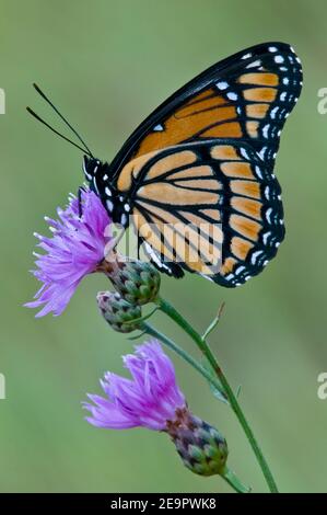 Viceroy Schmetterling (Limenitis archippus) Fütterung auf Spotted Knapweed (Centaurea stoebe), E Vereinigte Staaten, von Skip Moody/Dembinsky Photo Assoc Stockfoto