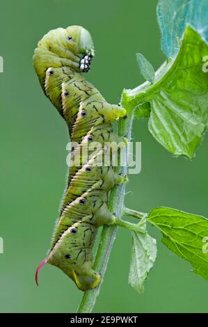 Tabakhornwurm (Manduca sexta), die auf Tomatenpflanze füttert, E USA, von Skip Moody/Dembinsky Photo Assoc Stockfoto