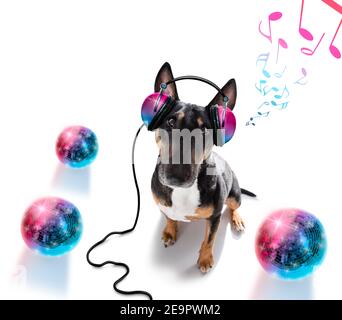 DJ Bull Terrier Hund spielt Musik in einem Club mit Disco-Ball , isoliert auf weißem Hintergrund Stockfoto