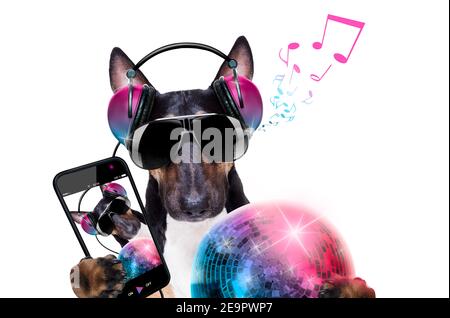 DJ Bull Terrier Hund spielt Musik in einem Club mit Disco-Ball , isoliert auf weißem Hintergrund, macht ein Selfie Stockfoto