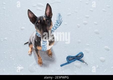 Miniatur Bull Terrier Hund bei Regen und Schnee schlechtes Wetter Bereit für einen Spaziergang mit Leine und Schal Stockfoto