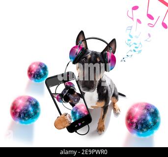 DJ Bull Terrier Hund spielt Musik in einem Club mit Disco-Ball , isoliert auf weißem Hintergrund, macht ein Selfie Stockfoto