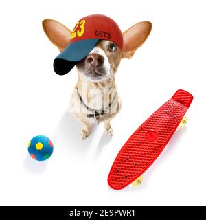 Cool Casual Look chihuahua Hund trägt eine Baseballmütze oder Hut , sportlich und fit , auf einem Skateboard bereit für einen Spaziergang Stockfoto