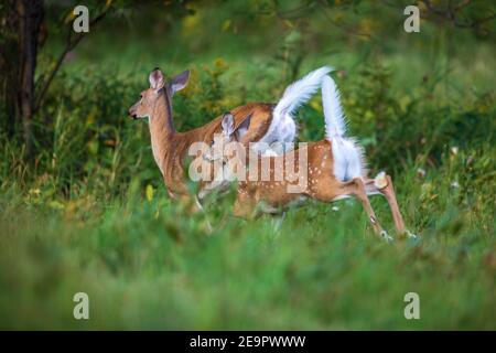 Weißschwanz-Rehe und Rehkitz auf der Flucht von einer Wiese im Norden Wisconsin. Stockfoto