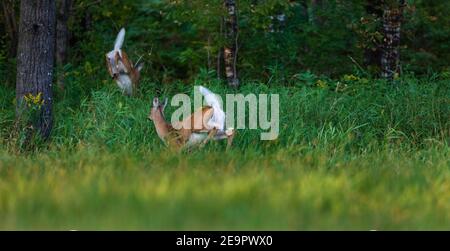 Zwei Wildschwänzchen, die in den nördlichen Wald fliehen. Stockfoto